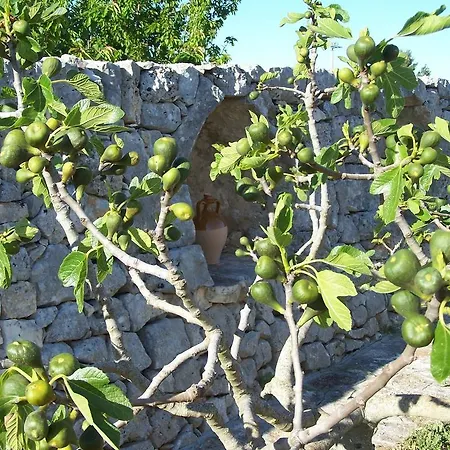 Casedda *
